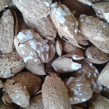 بادام پوست کاغذی شور